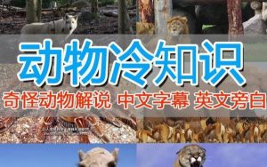 外面卖1699的国外纪录片解说(动物解说、美食、动画片)稳过中视频-逐浪前行